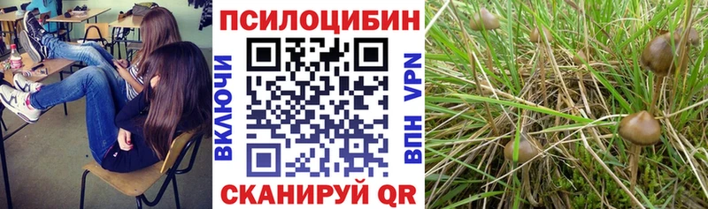 где купить Чита Галлюциногенные грибы Cubensis
